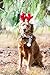 ZippyPaws Christmas Dog Antlers - Plush Squeaky Holiday Dog Gifts for Small & Medium Puppy Dogs, Interactive Hide & Seek Stocking Stuffers for Pets - Deer Antlers Headpiece