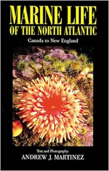 Marine Life Of The North Atlantic Canada To New England