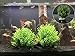 BEGONDIS Aquarium Decorations Fish Tank Artificial Green Water Plants Made of Soft Plastic,Safe for All Fish & Petsthumb 4