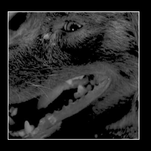 Fetish - Stray Dog By The Red Fetish - Zortam Music