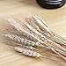 Wedding Decorations Dried Wheat Sheaves,100pcs Natural Wheat Bouquet Bunch Stalk Bundle,Bride and Groom Holding Flowers,DIY Home Kitchen Table Wedding Centerpieces (a)
