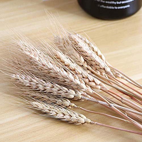 image for Yunhigh 100pcs Dried Wheat Stalks for Decor Natural Dried Flowers Bunc