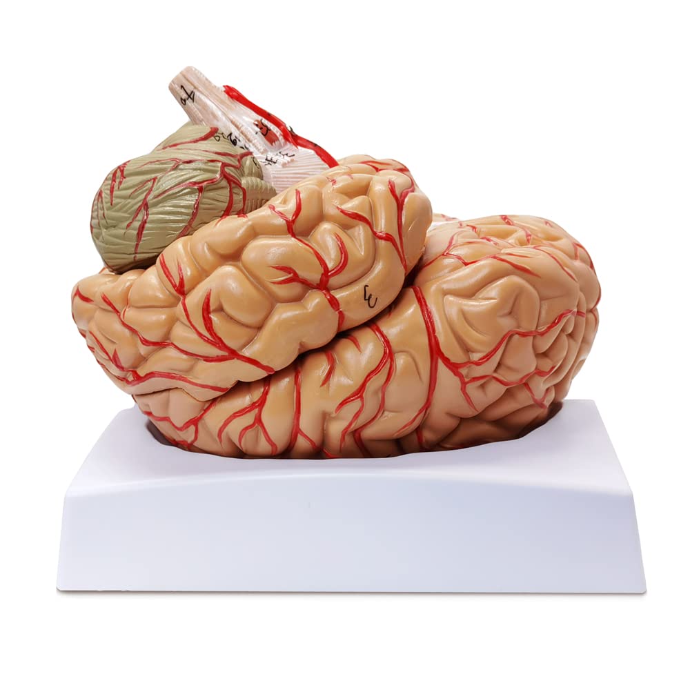 Mua HADWYN Human Brain Model Anatomy 9-Part Model of Brain Life Size ...