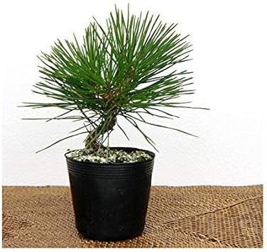 Amazon Co Jp 盆栽 ミカワクロマツ 三河黒松 苗 ２ ５ ３号 １ポット ペット用品