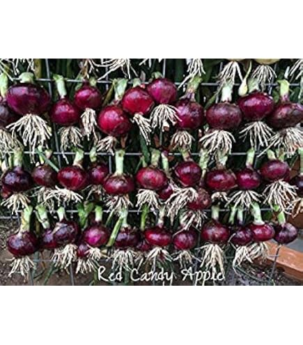 Amazon.com : 30 Red Candy Apple Hybrid Onion Plants-Holds for up to 2  months after harvest. : Patio, Lawn & Garden
