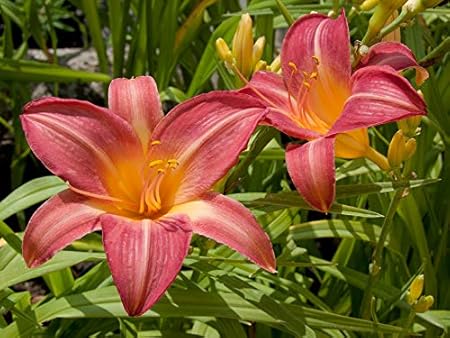 FERNSFLY IMP. Daylily | Hemerocallis | Daylilies | Day Lily Excellent Quality Flower Bulbs Aromatic Flower Plant Home Outdoor Gardening Plants Flowering Bulbs (Pack Of 5 Cherry Cheeks)