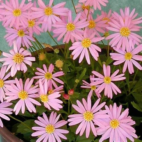 Amazon ブラキカム ピンクデライト 姫コスモス １株 宿根草 季節の花苗 グランドカバー イングリッシュガーデン 寄せ植え等に 花