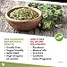 AROMAVITA Oil of Oregano Bar - Natural Plant Therapy Hand Soap & Body Wash Oregano Oil Extract Soap - Topical Skin Cleanser Soap Bar - for Acne, Eczema, Foot and Nail Problems, 2-pack
