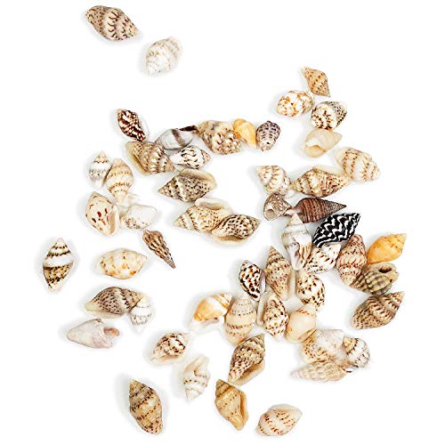 1 700+800+Crafts+Seashells+Decoration+Wedding