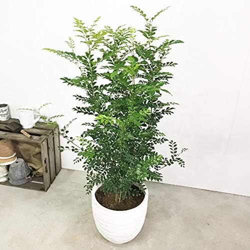 Amazon シマトネリコ ホワイトテラコッタ鉢植え トネリコ 観葉植物 本物 株立ち 鉢植え シンボルツリー 観葉植物 オンライン通販