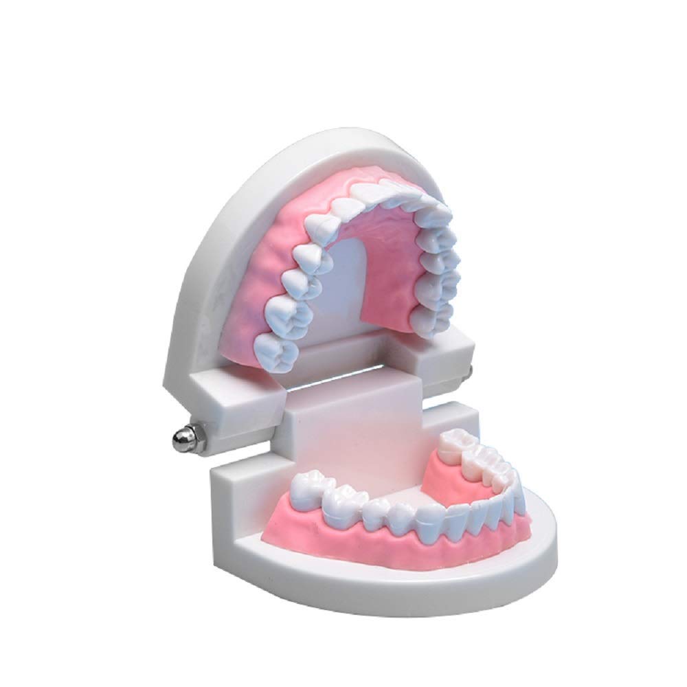Buy Derek Dental Adult Standard Teeth Model, Typodont Demonstration