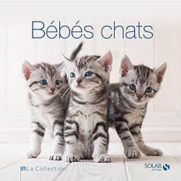 Bébés chats