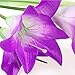 Brccee AC Solar Power Purple Lily Flower RGB Color Change LED Light Garden Yard Lamp