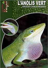 L' anolis vert