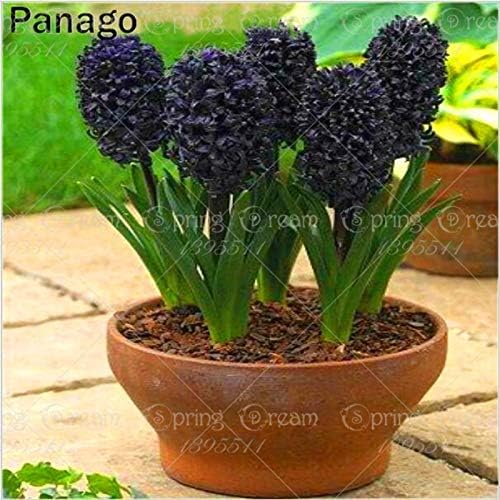 Homely 30 Pcs/Bag Bonsai Black Hyacinth Hyacinthus Orientalis Perennial Indoor Flower Bonsai for Home Garden Semilla