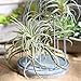 Artificial Air Plants Faux Succulents Plants Unpotted Small Tillandsia Look Real in Flocked Green Premium Crafting DIY Floral Decor for Home Garden Office Party, 3 pcs