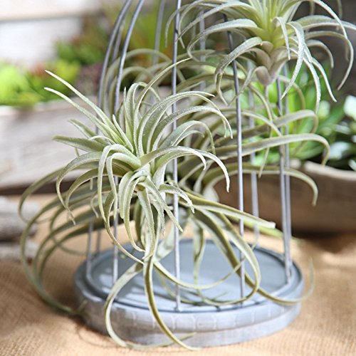 Artificial Air Plants Fake Flocking Tillandsia Succulents Faux