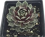 Commander Hay Hens & Chicks - Sempervivum - Very Hardy - Live Plant - Quart Pot
