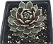 Commander Hay Hens & Chicks - Sempervivum - Very Hardy - Live Plant - Quart Pot