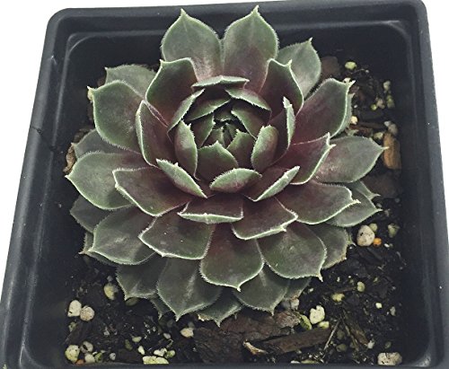 Commander Hay Hens & Chicks - Sempervivum - Very Hardy - Live Plant - Quart Pot Commander Hay Hens & Chicks - Sempervivum - Very Hardy - Live Plant - Quart Pot