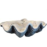 Treasure Gurus GIANT 22" CLAM SHELL tridacna gigas WHITE CLAMSHELL