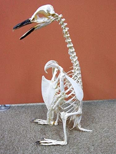Amazon Co Jp マゼランペンギン 全身骨格標本 C ホビー 通販