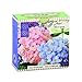 Michel Design Works Little Soap, Hydrangea, 3.5 Ounce