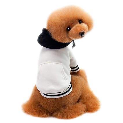 Chien Yorkshire Terrier Animal Chiot Animal De