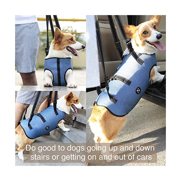 harness to help dog down stairs