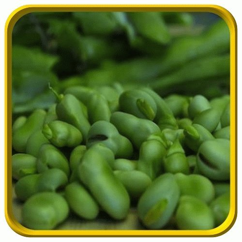 Everwilde Farms 1 Lb Organic Fava Broad Windsor Fava Bean Seeds Gold Vault Packet Buy