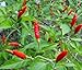 PEPPER, THAI HOT PEPPER SEEDS, HEIRLOOM, ORGANIC 20 SEEDS, VERY SPICY GREAT FRESH OR DRIED
