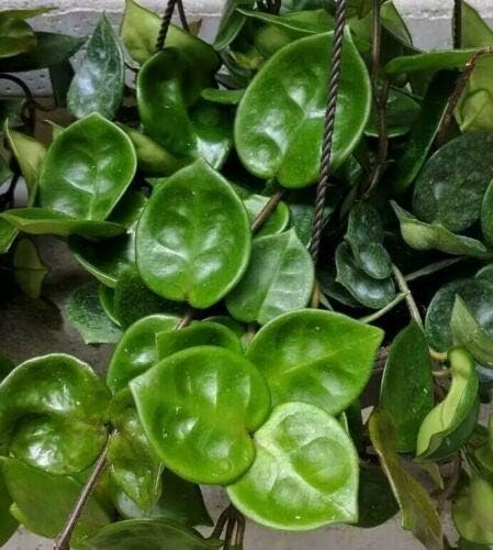 3 Node Cutting Easy Keeper Great Foliage and Bloom - Hoya Carnosa 'Chelsea' Live Plant WCRF36