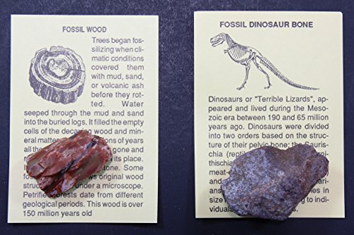 Fossil Collection (13 pc.) with ID Cards & Trilobite, Sharks teeth, Coprolite (fossilized Turtle Poop) Educational Dancing Bear Brand.