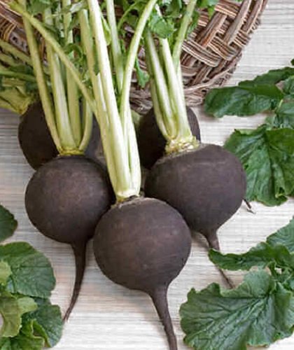 Black Spanish Round Radish - 100 Seeds