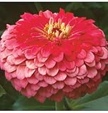 David's Garden Seeds Flower Zinnia Benary's Giant Coral D1366ZIN (Rose) 50 Open Pollinated Seeds