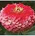 Flower Zinnia Benary's Giant Coral D1366ZINN (Rose) Heat Tolerant 50 Open Pollinated Seeds by David's Garden Seeds