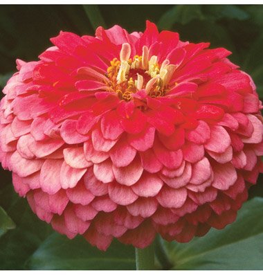 David's Garden Seeds Flower Zinnia Benary's Giant Coral D1366ZIN (Rose) 50 Open Pollinated Seeds David's Garden Seeds Flower Zinnia Benary's Giant Coral D1366ZIN (Rose) 50 Open Pollinated Seeds