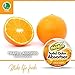 OdoBan Solid Odor Absorber Eliminator, Air And Pet Odor Freshener Purifier Multi Use Dye Free 3 Pack Combo For Small Spaces, Citrus, Morning Dew and Mountain Air Scents