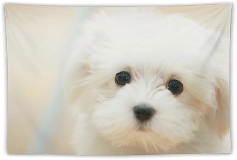 Amazon Co Jp マルチーズ犬 白い 犬 キュートタペストリー インテリア アートプリント ビーチタオル コットン 壁掛け布 ポスター多機能壁掛け 装飾用品 部屋 窓カーテン 窓 個性 個性ギフト オシャレ 新居祝いcolor142 100x150cm ホーム キッチン