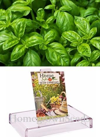 Homegrown Basil Seeds, 1000 Seeds, Organic Sweet Basil