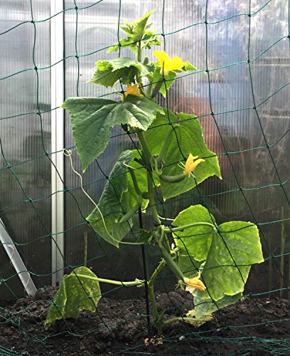 Ranknetz für Gurken Kletterhilfe - 3 x 2m stabile Form Rankhilfe Kletterpflanzen Gurkenrankhilfe Gurkenranknetz – Bild 5