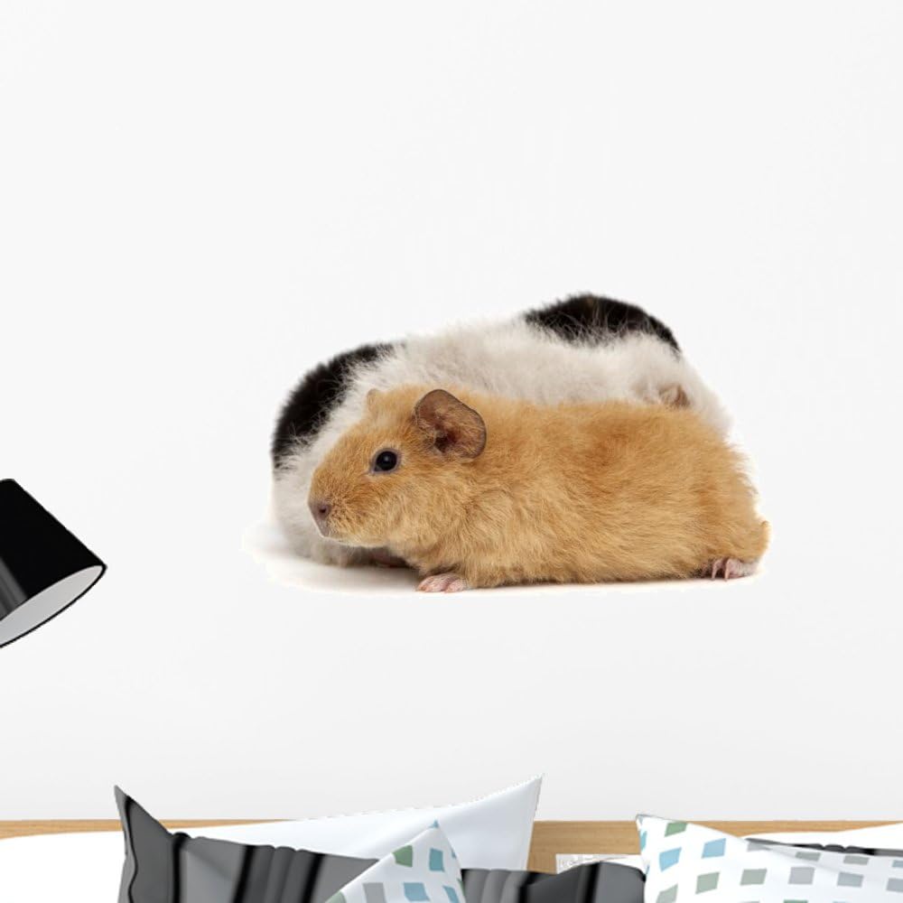 guinea pig wall stickers
