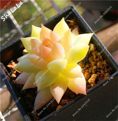 200 Pcs Prickly Pear Cactus Seeds - Succulent Bonsai Seeds For Home Garden Planting, Potted Plant DIY