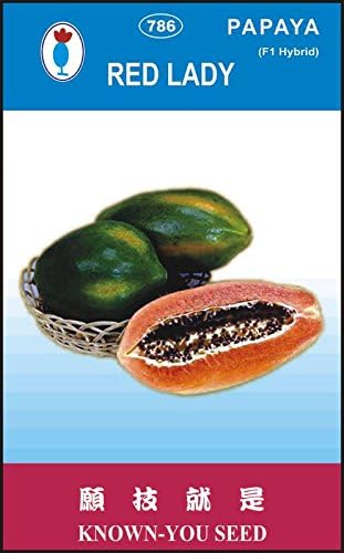 NEW RED LADY PAPAYA 786 SEEDS 500 PACK SEED