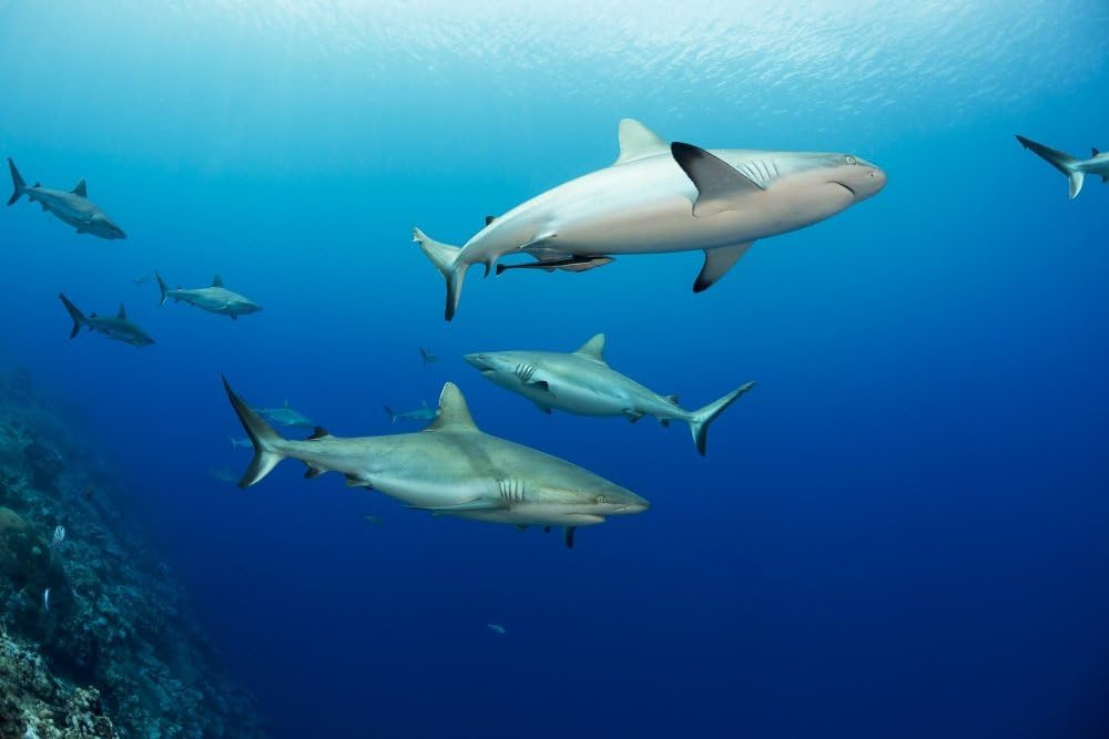 Posterazzi Gray Reef Sharks (Carcharhinus amblyrhynchos) Fill The Water Column at a Dive site Named Vertigo Off The Island Yap Micronesia Poster Print (38 x 24)