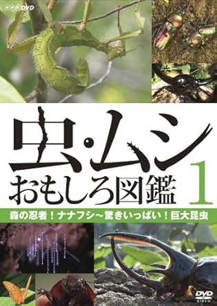 Amazon Com 虫 ムシ おもしろ図鑑 1 森の忍者 ナナフシ 驚きいっぱい 巨大昆虫 Dvd Movies Tv