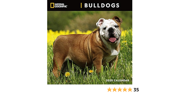 bold and beautiful bulldogs