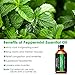 URbeauty Peppermint Essential Oil, 4 Ouce/ 120ml 100% Pure and Natural Peppermint Oil, Steam Distilled Mint Essential Oils for Home & Office, Perfect for Aromatherapy, Diffusion, Spa, Bath