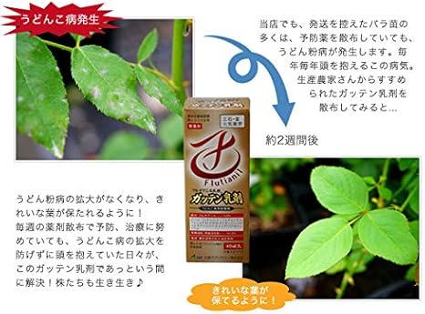 Amazon うどん粉病なら任せてがってん フルチアニル乳剤 ガッテン乳剤 うどんこ病用 殺菌剤 資材 農薬 薬剤 液肥 活力剤