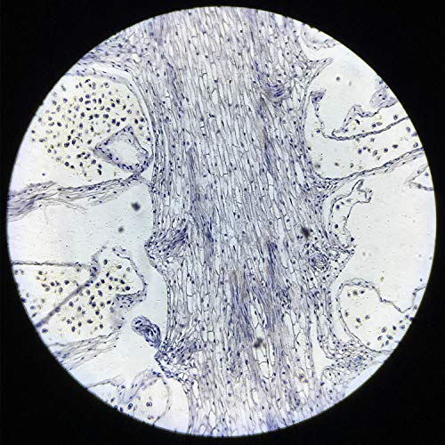 Prepared Microscope Slide Set 10+5Blank Slides for Basic Biological Science Education Specimen